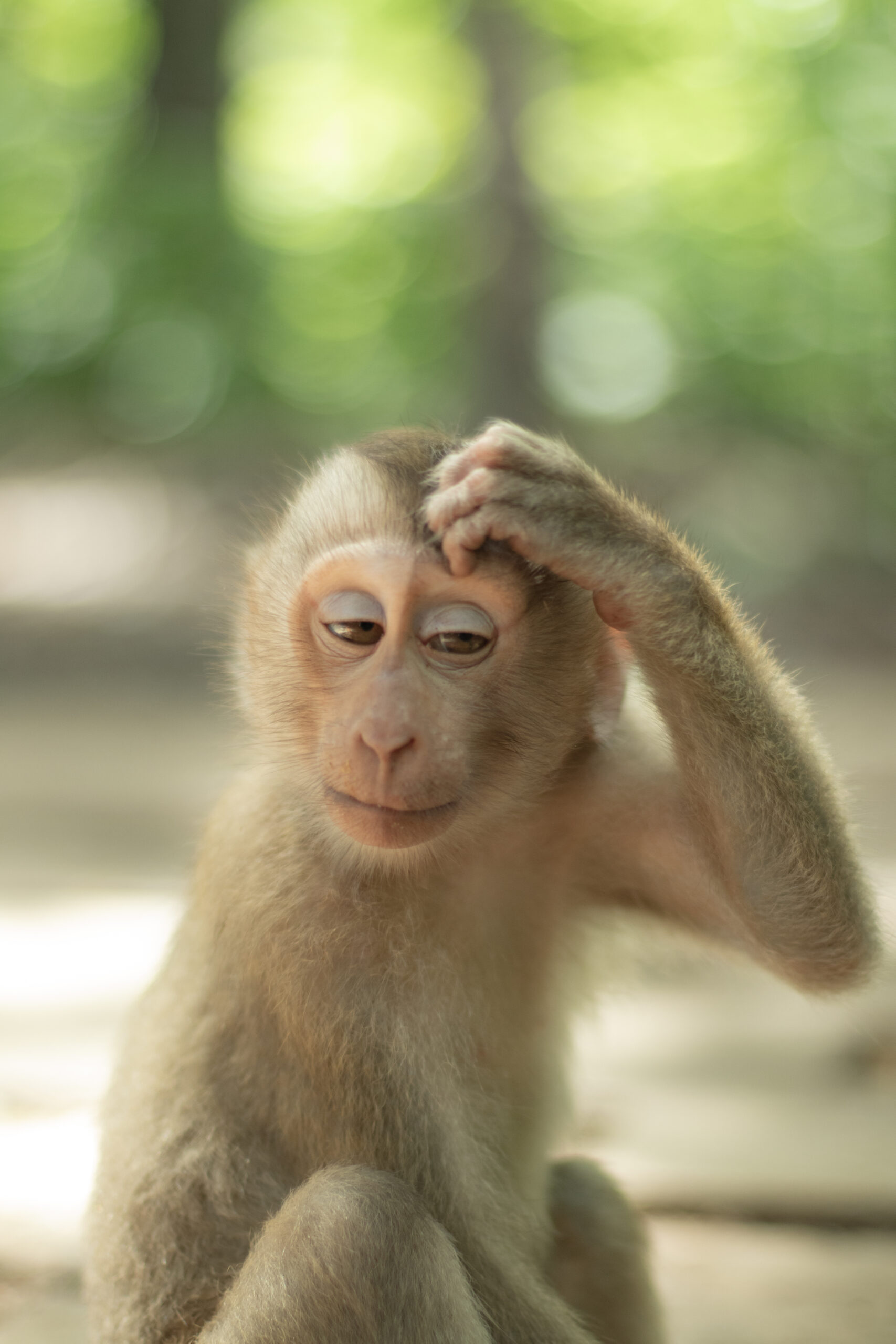 The best monkey picture of the day on 6-29-2024