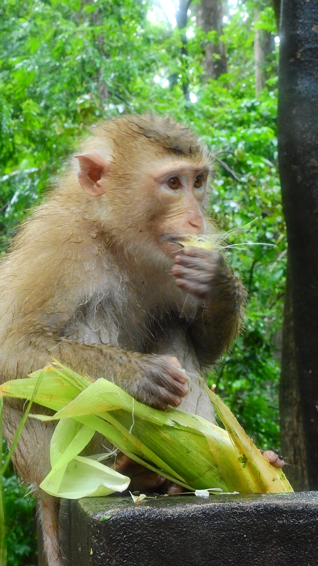 Beautiful monkey vs corn