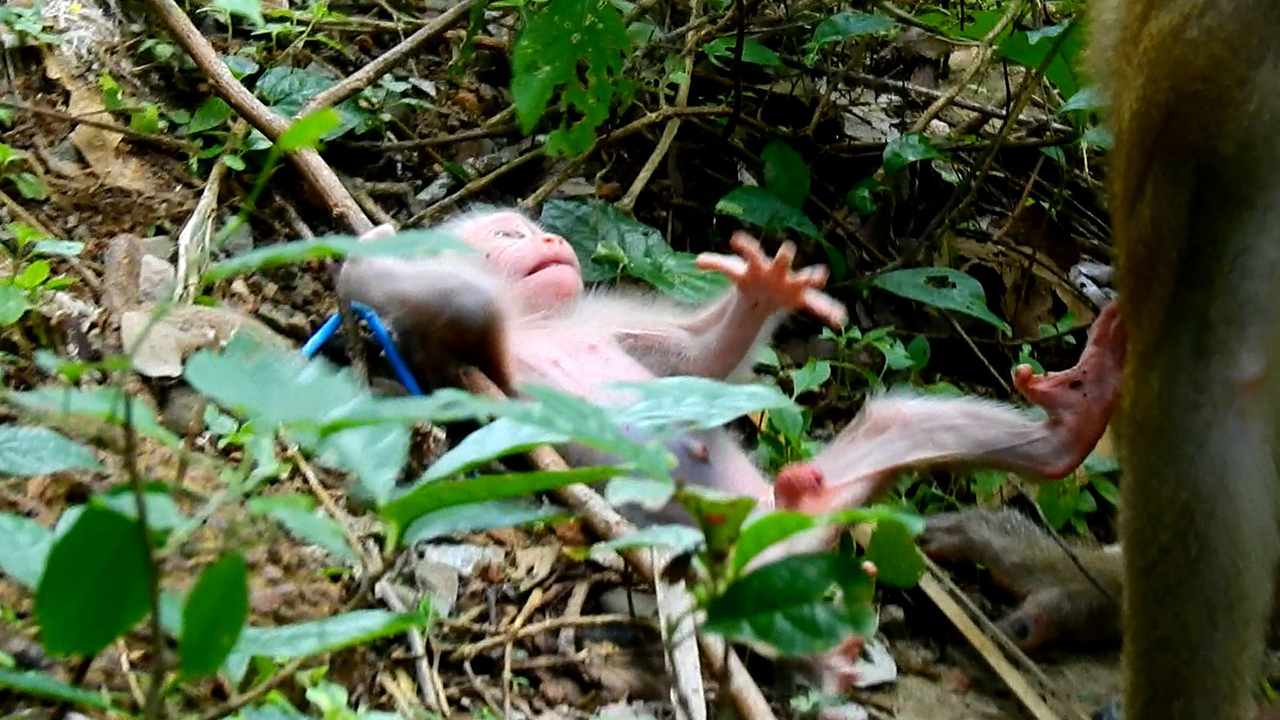 What happen to newborn baby monkey Luno? , Newborn Luno needs help.