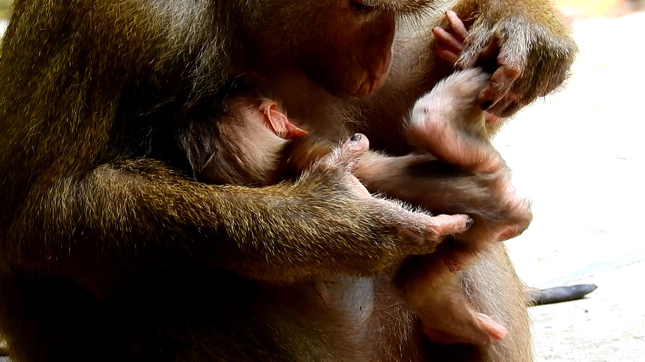 Monkey Luna wondering why her newborn baby monkey lost the umbilical cord