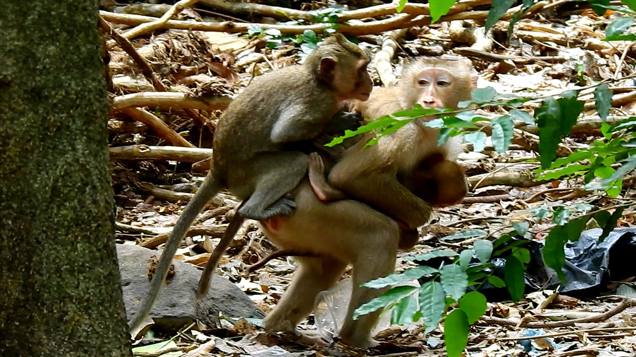 Funny monkey jealous when sees the big monkey hug the orphan baby monkey crying