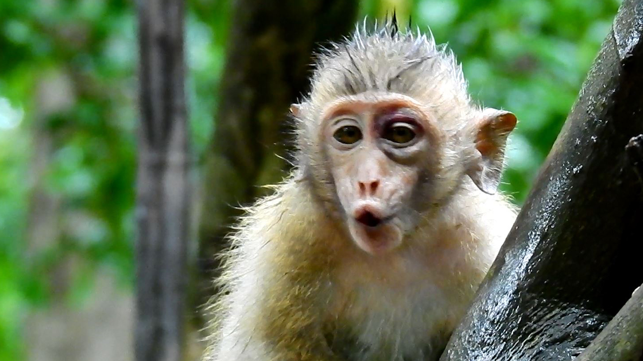 Baby monkey crying because mother doesn’t love her and not care