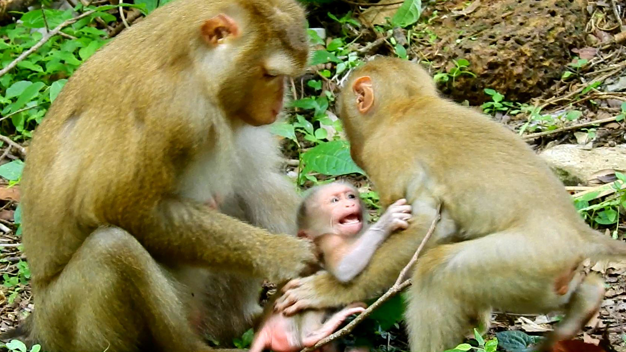 Best heart! Little monkey worrying on newborn baby monkey Luno when see mom Luna mistreating Luno