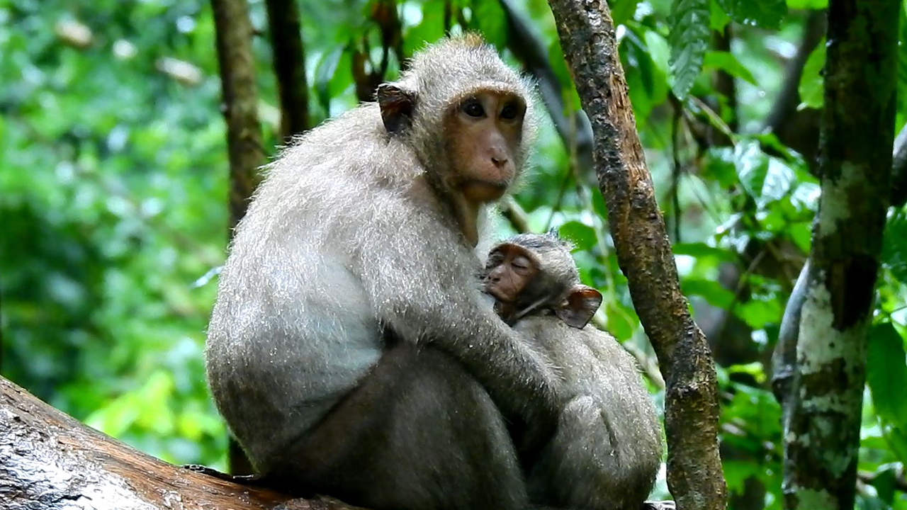 Best heart of mom feeding milk to her baby monkey while raining