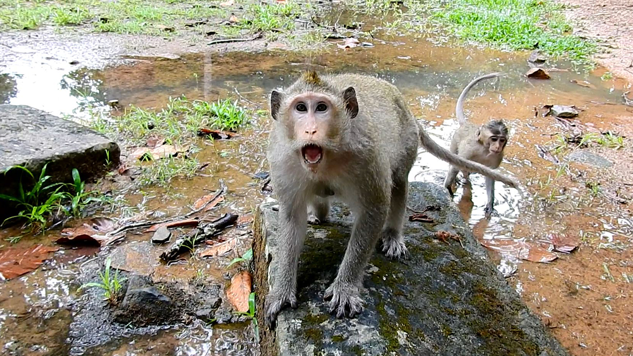 Mother monkey very angry