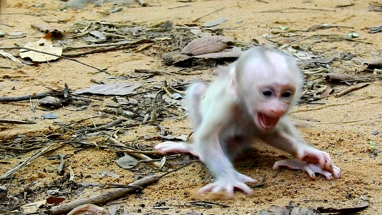 Break heart to see this clip! Just born baby monkey Luno cry so loudly when mom abandoned her alone