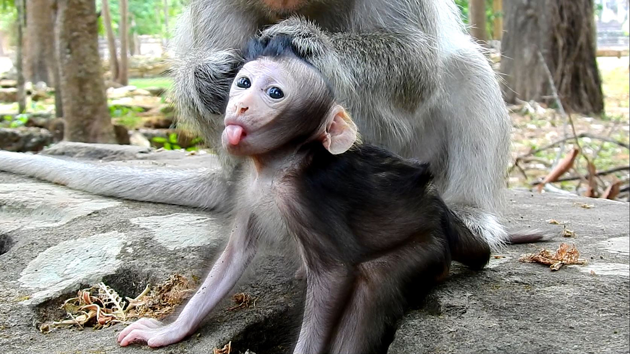 The funny baby monkey acts so funny with its tongue out