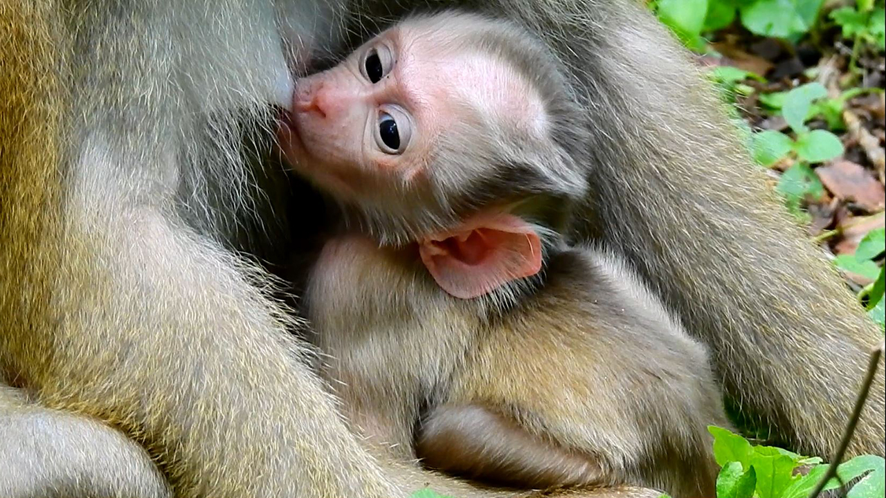 Newborn baby monkey Luno enjoy the milk from mom Luna