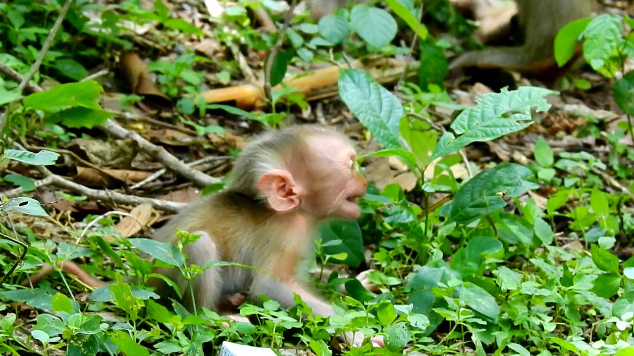 Trillion pity! Newborn baby monkey Luno cry so sad because mom – Mom careless on new baby Luno