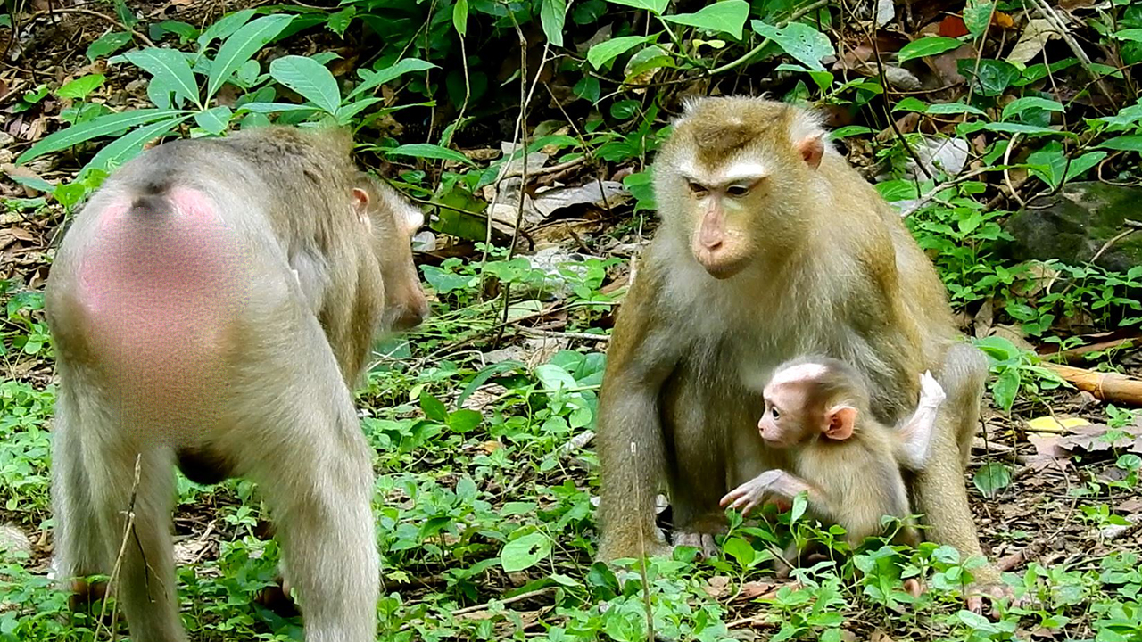 First time monkey Julie brings baby monkey Jenifer to meet newborn baby monkey Luno