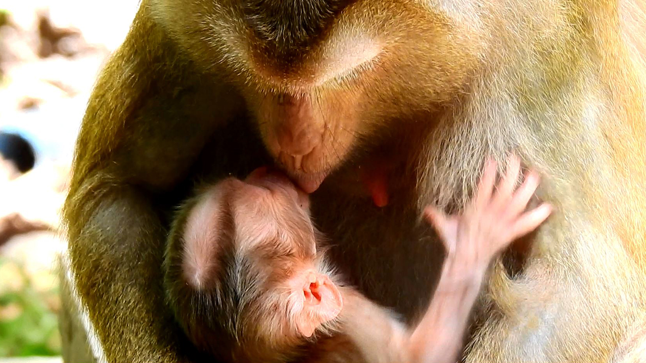 Sweet heart! Mom Luna showing love to her newborn baby monkey