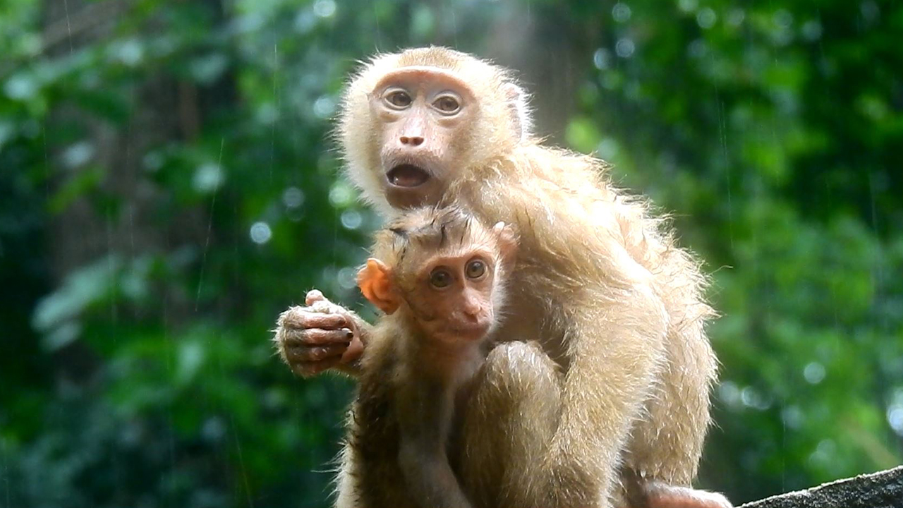 Very sad to see poor monkeys no shelter while raining