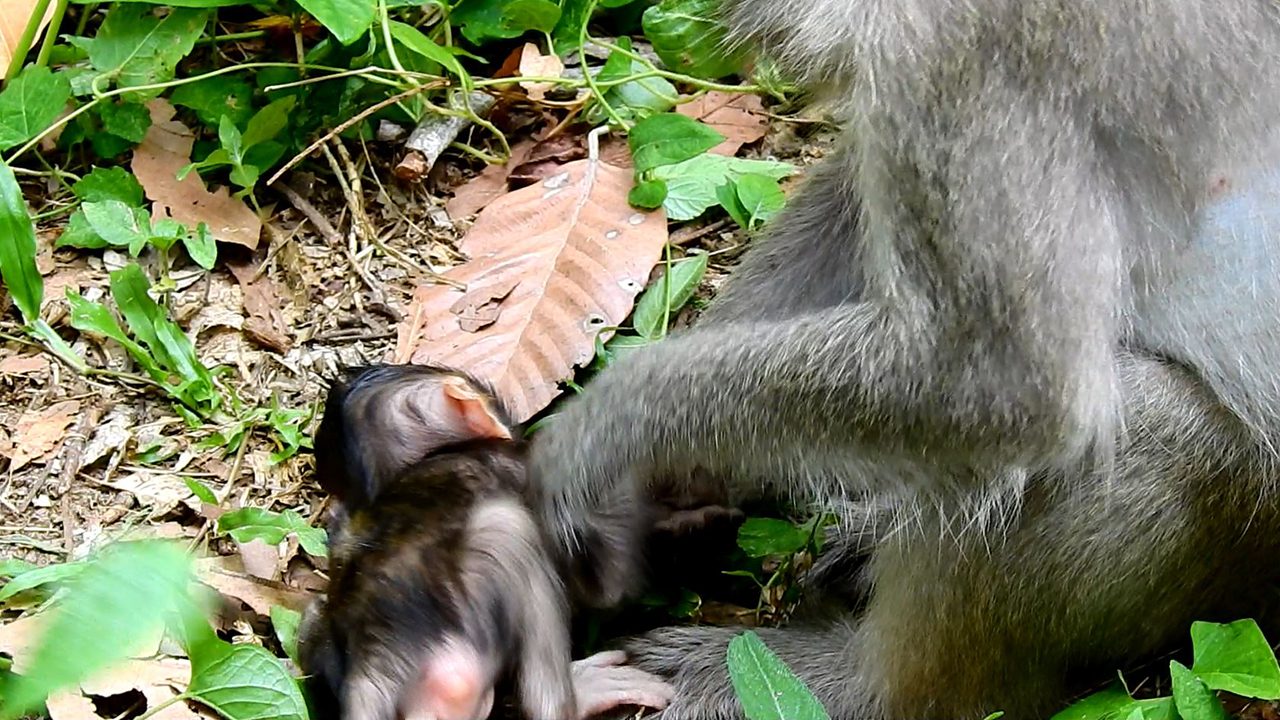 Mom pushing newborn baby monkey why she do like this on baby monkey