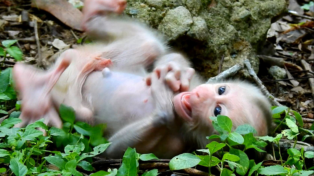 Newborn baby monkey Luno crying cos mom - Mom Luna doesn't love newborn baby monkey Luno