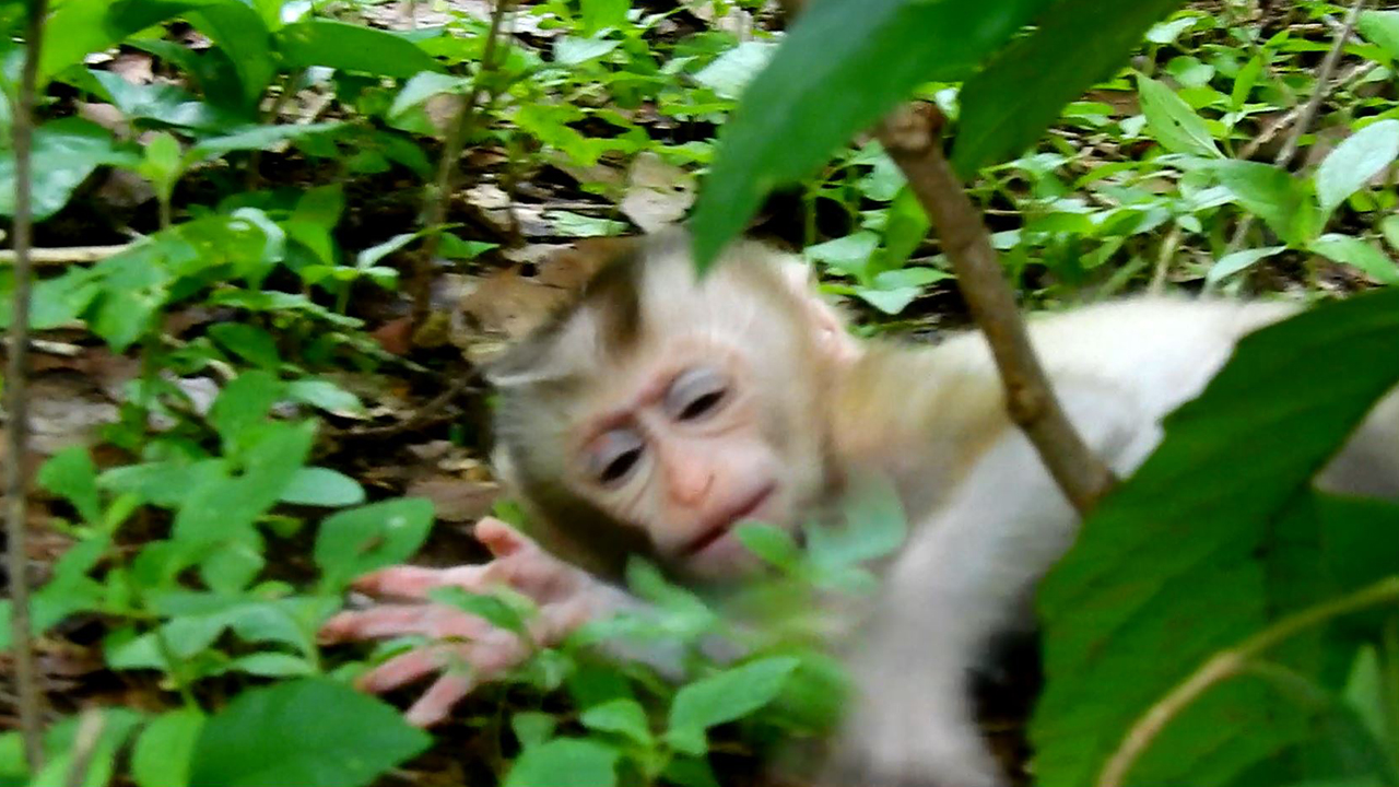 Cute baby monkey Jenifer has a hard to standing up