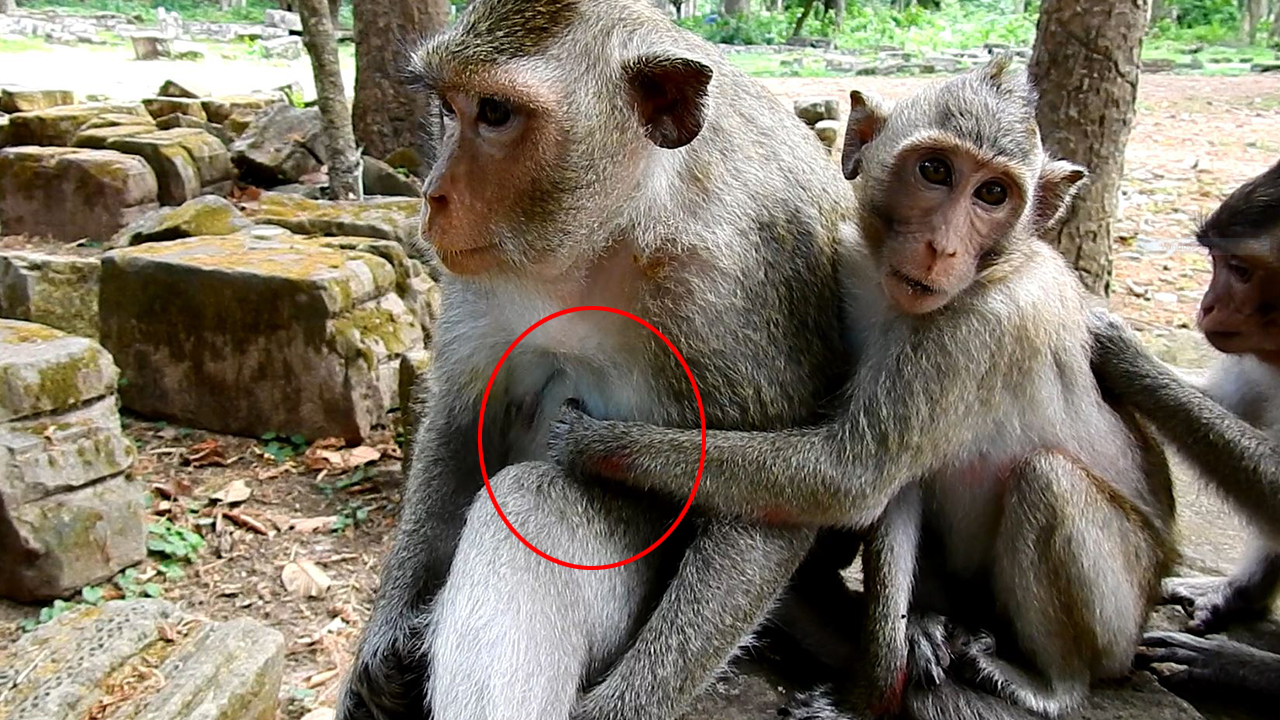 Very funny little monkey requesting milk from mom but failed