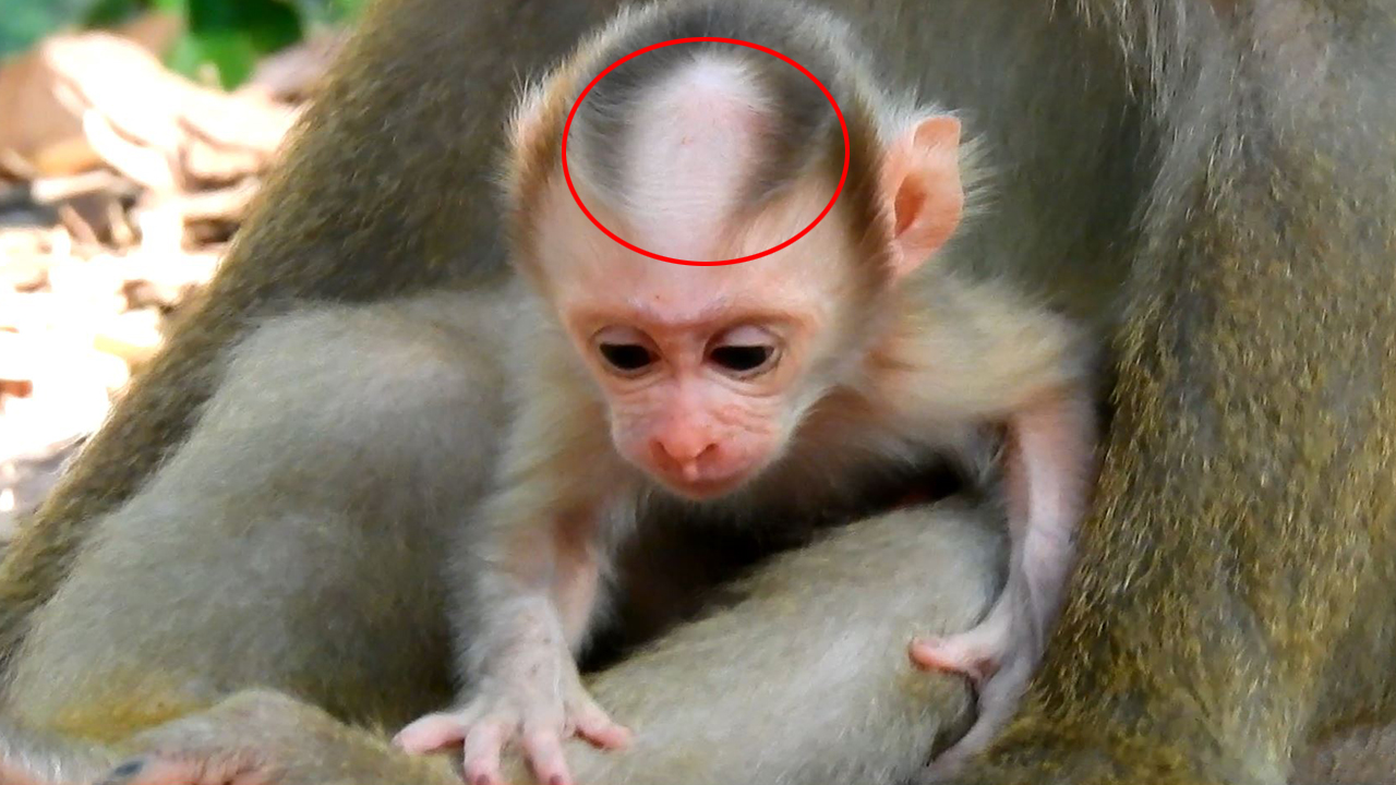 Very funny to see newborn baby monkey Bald head