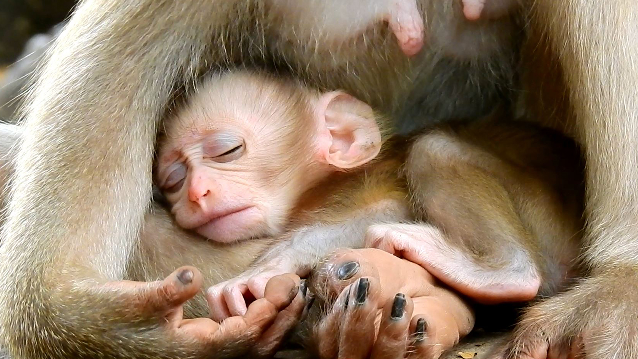 Newborn baby monkey Jennifer exhausted and sleeps quietly