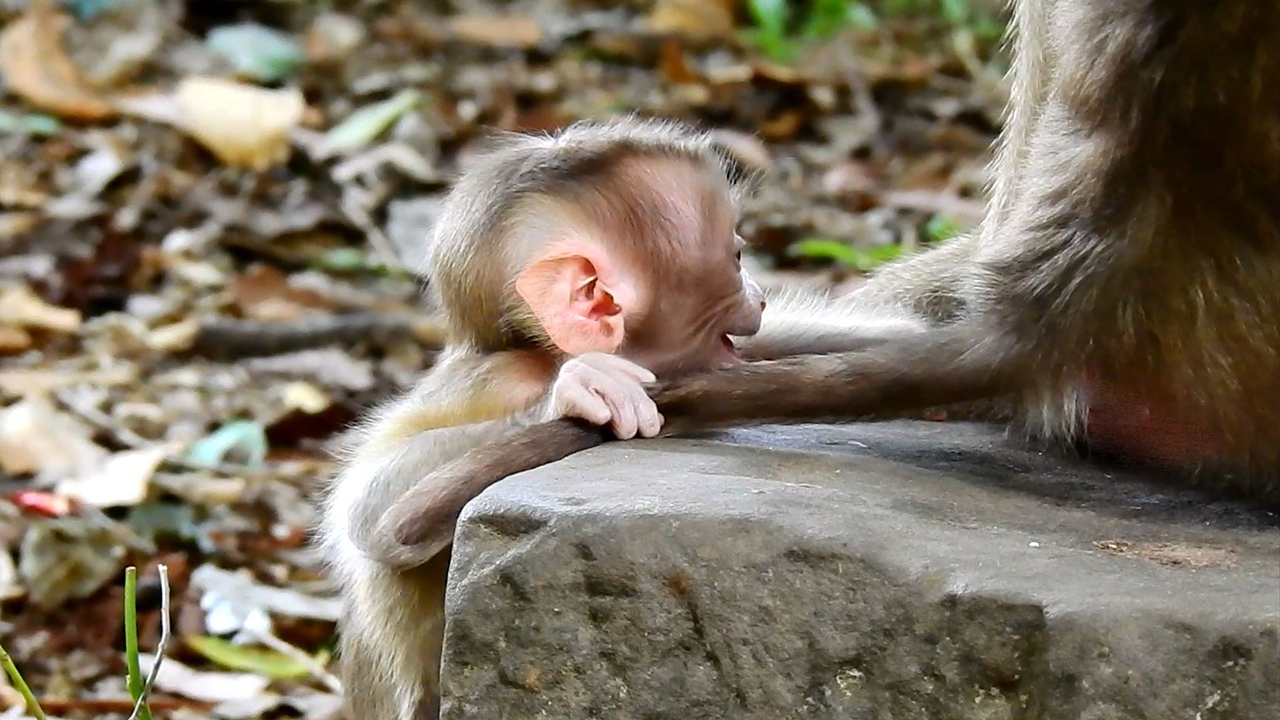 Newborn monkey Jennifer crying for help, Mom Julie helps baby Jennifer