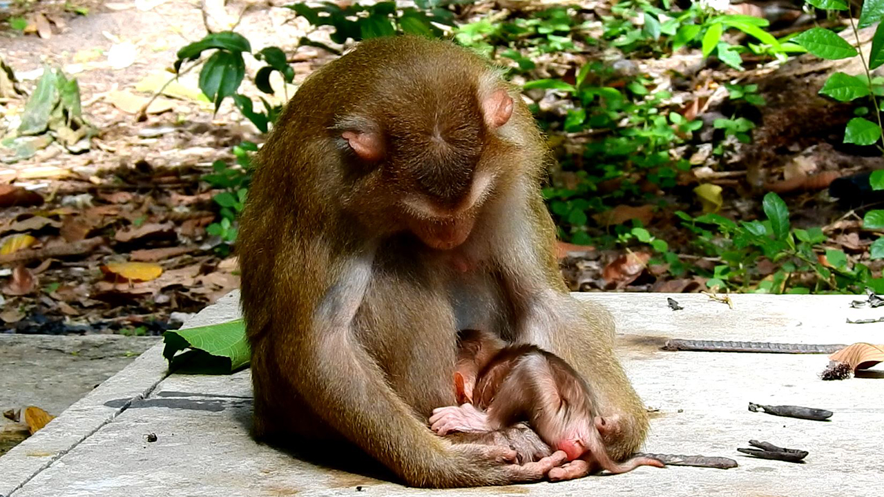 Big surprising day! Monkey Luna giving birth to a newborn baby monkey today 6-25-2024 in the morning