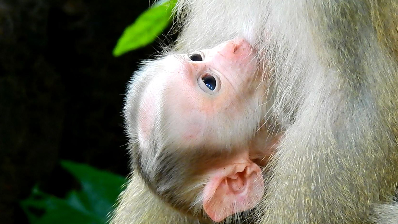 Newborn baby monkey Luno very enjoy first milk from mom Luna