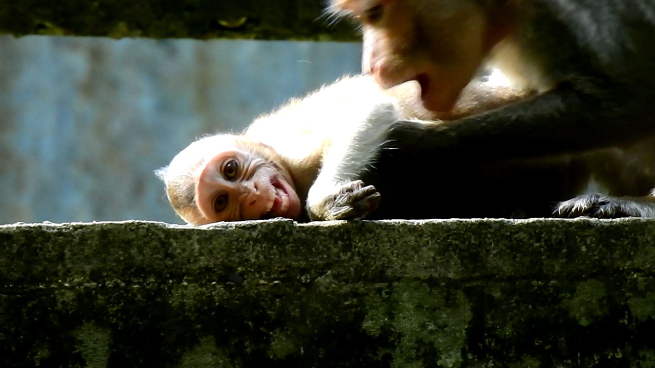 OMG! Baby monkey crying so loudly because mother angry and bite her