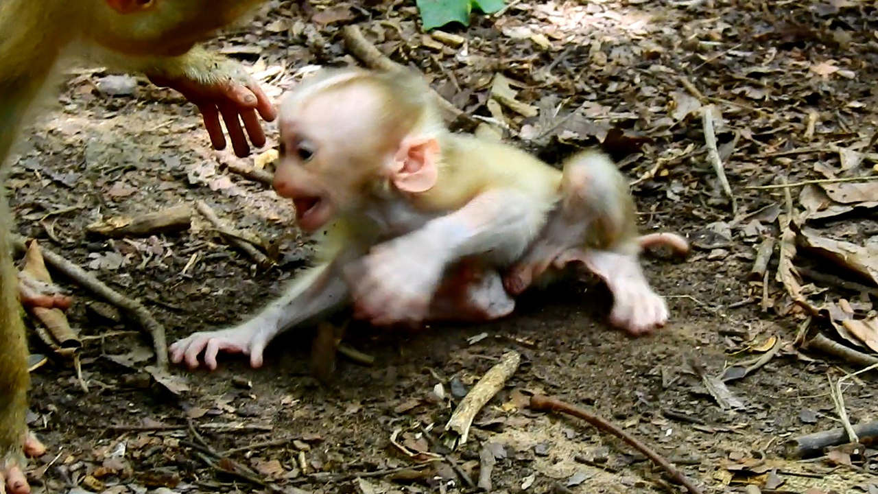 New baby Luno crying because mom Luna doesn’t love him, Luno cry for mom care..