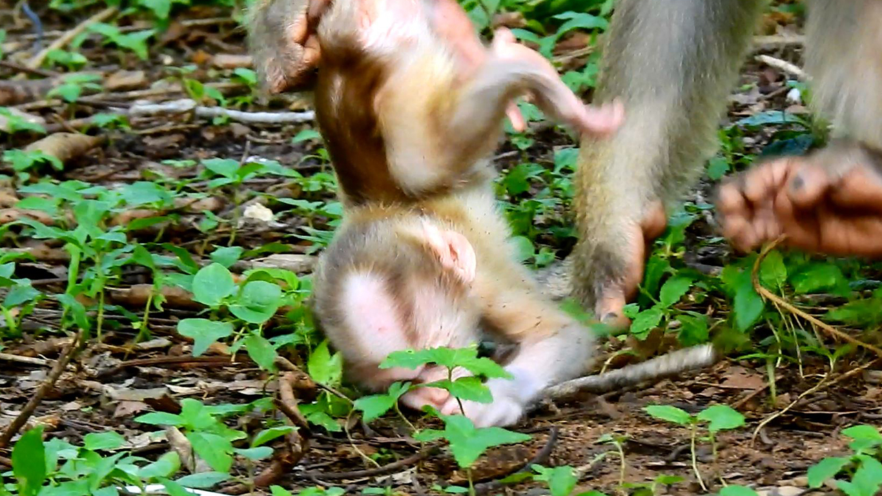 Very sad to see newborn baby monkey Luno in this video, Luno crying loudly why bad mom do like this.