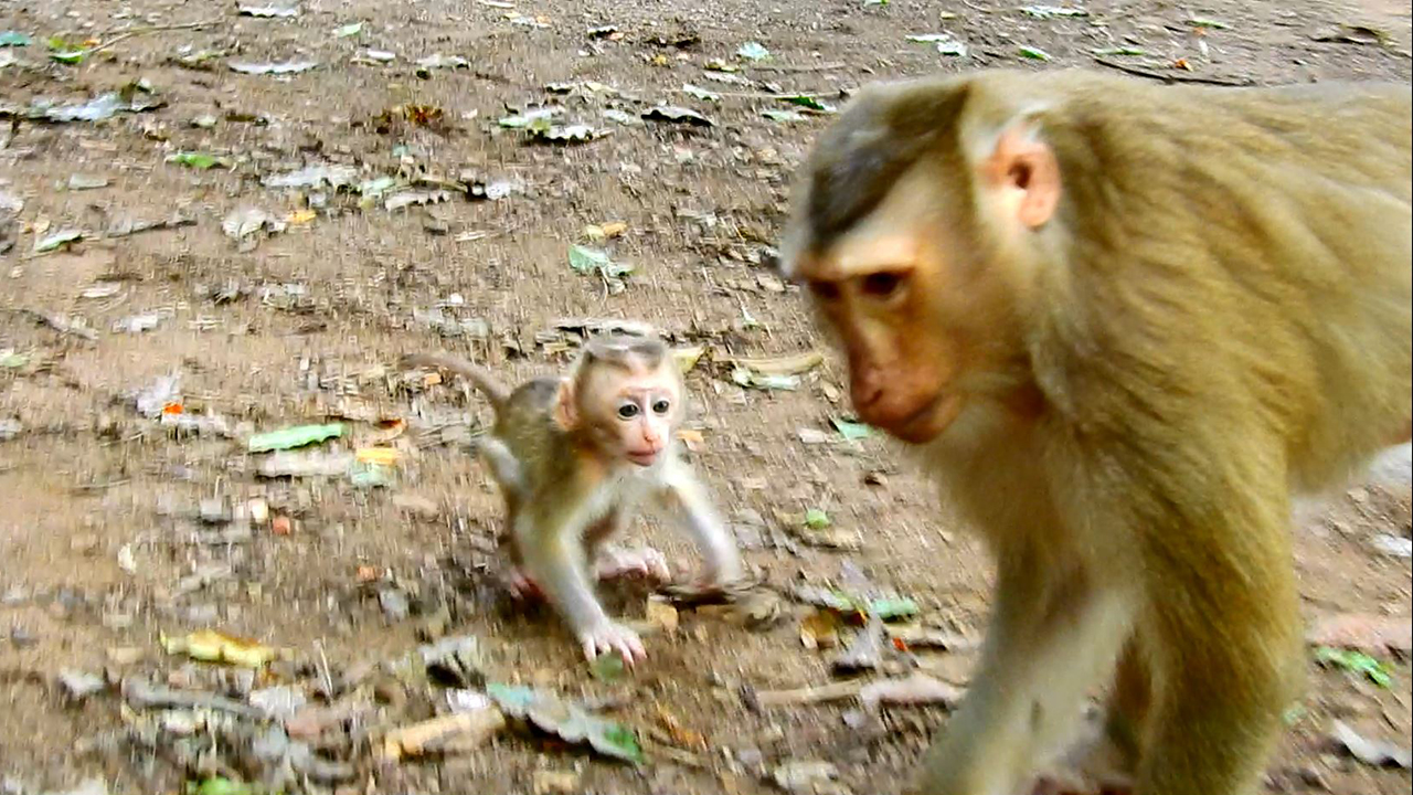 New baby monkey Jennifer worry mom leaves her alone, Jennifer runs follow mom so fast